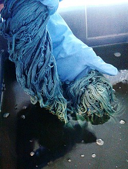 Dyeing with Woad