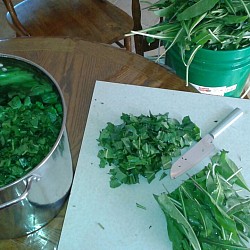 Cutting up Woad in preparation to extract the pigment