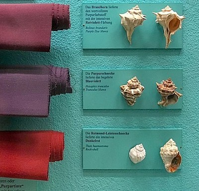 Various snail dye colours.  The middle one is the Tyrian Purple for the Murex Trunculus snail
