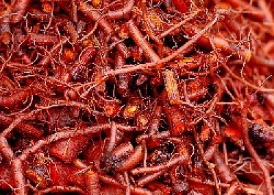 Madder's roots from where it's dye is sourced.  Notice that they resemble red worms